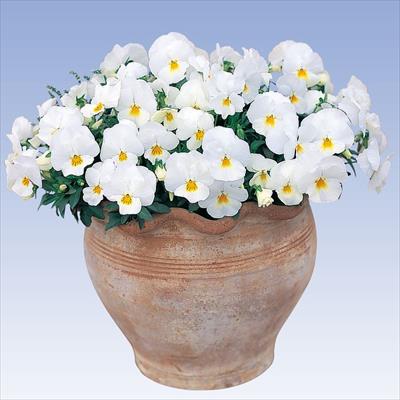 パンジー よく咲くスミレ ミルクセーキ