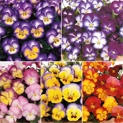 パンジー 虹色スミレ(R) スペシャルミックス