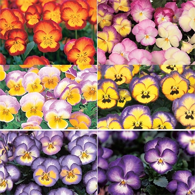 パンジー 虹色スミレ(R) スペシャルミックス