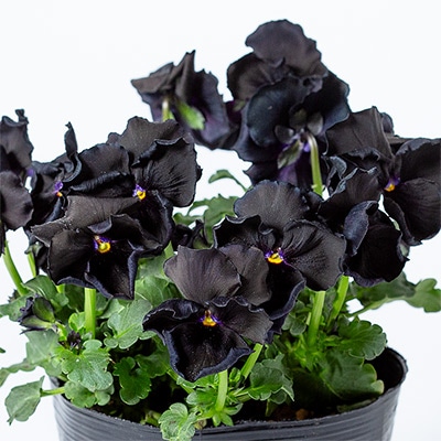 パンジー 神戸べっぴんさん ブラックメタリック