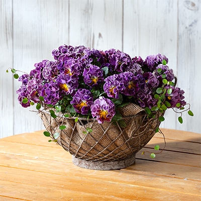 ビオラ ポンゼヴェールCOCO バービーピンク