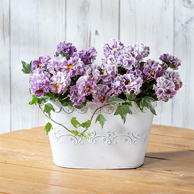 ビオラ ポンゼヴェールCOCO チェリーピンク