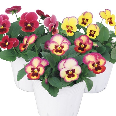 パンジー よく咲くスミレ アップルソーダ