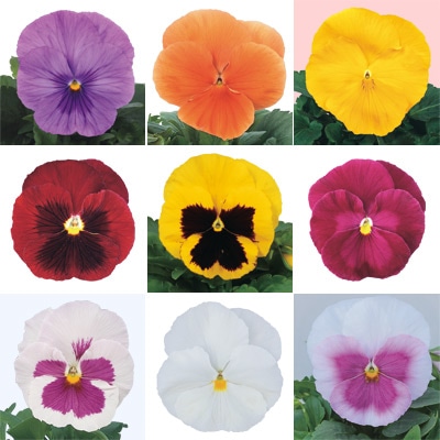 パンジー パシオ(R) スペシャルミックス