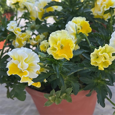 ビオラ ラ・カゼッタ イエローフリル