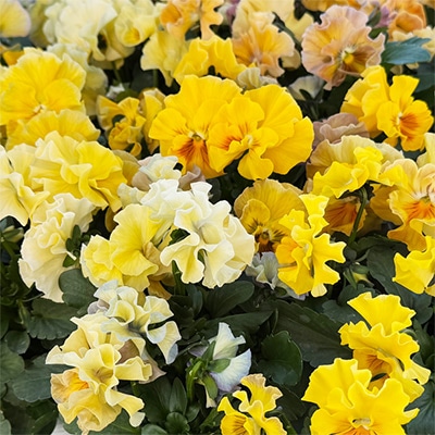 パンジー シエルブリエ イエロー系 見計らいミックス