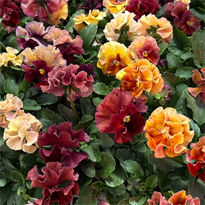 パンジー シエルブリエ オレンジ＆レッド系 見計らいミックス