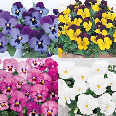 パンジー・ビオラ お買い得Aセット