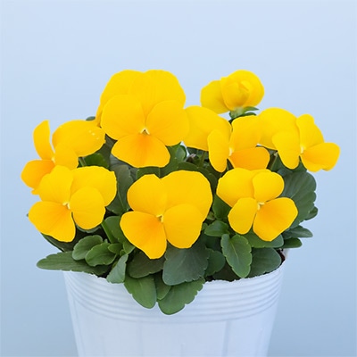 ビオラ ピエナ(R) イエロー （ver.2）