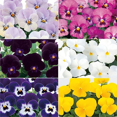 ビオラ ピエナ(R) 6種セット