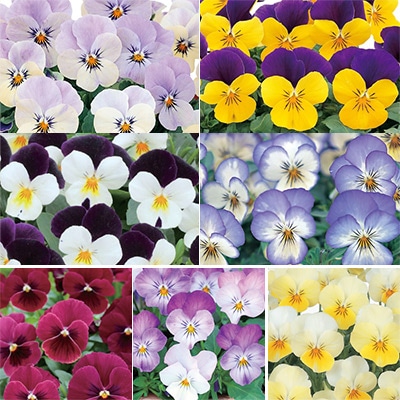 ビオラ スペシャルミックス