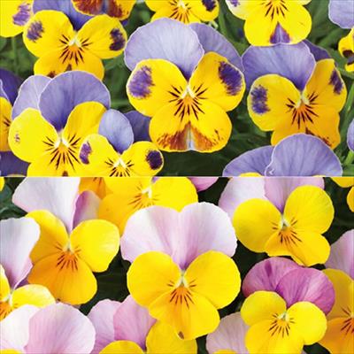 セルトップ(R)苗 ビオラ ユニークカラー ２種セット