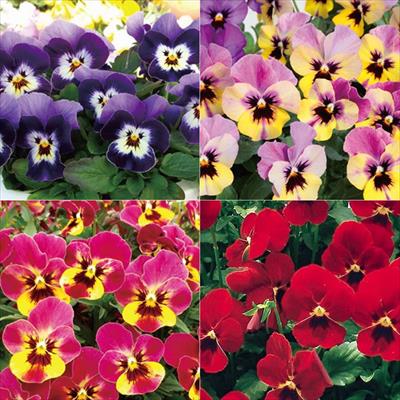 セルトップ(R)苗 ビオラ 百花繚乱ももか（R） 4種セット