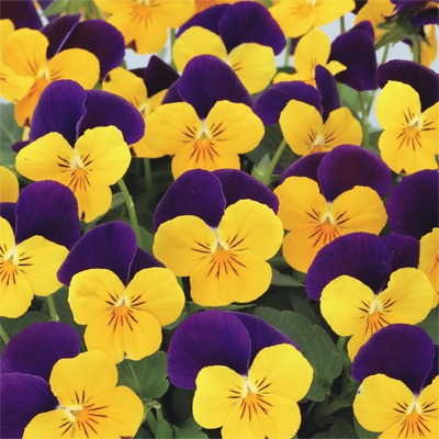 ビオラ ピエナ(R) イエロージャンプアップ （ver.2）