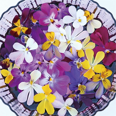 ビオラ マイクロラビット 見計らい