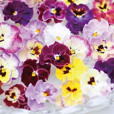 ビオラ キンダーガルテン 見計らい