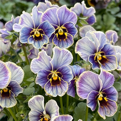 ビオラ ラピスラズリ 見計らいミックス