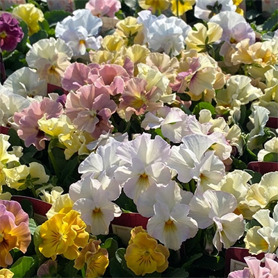 ビオラ 華あられ 見計らいミックス