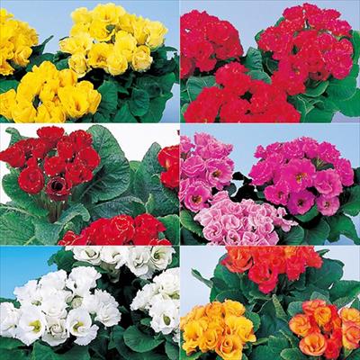 セルトップ(R)苗 プリムラ ポリアンタ クラウディア 6種セット