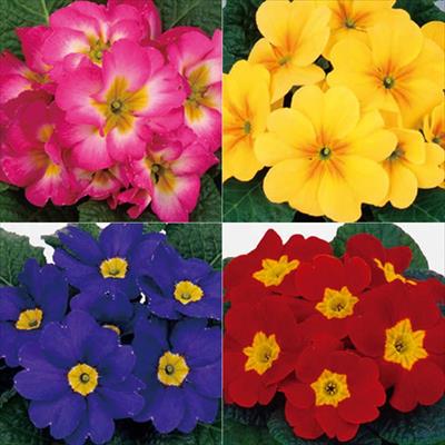 セルトップ(R)苗 プリムラ ポリアンタ　アプリ ４種セット