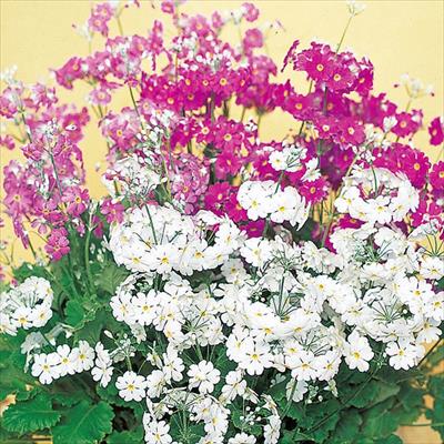 セルトップ(R)苗 プリムラ マラコイデス うぐいす 3種セット