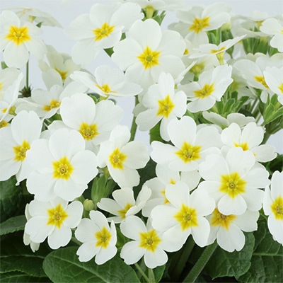 ガーデンプリムラ アラカルト シュシュ(R) ホワイト (ver.2)