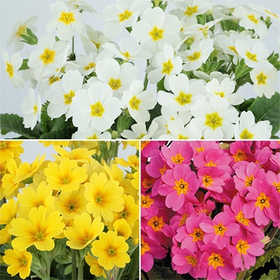 ガーデンプリムラ アラカルト シュシュ（R） 3種セット