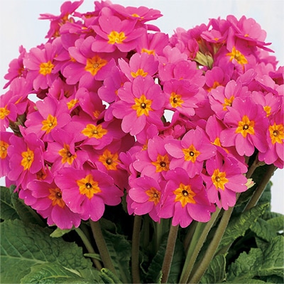 ガーデンプリムラ アラカルト シュシュ（R） ピンク