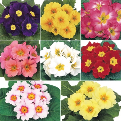 セルトップ(R)苗 プリムラ ポリアンタ アプリ 8種セット