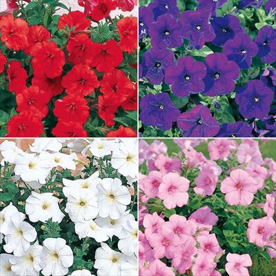 セルトップ(R)苗 5月お届け ペチュニア クリーピア(R) 4種セット