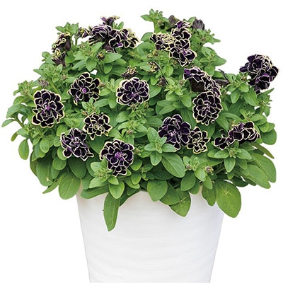 ペチュニア 花衣 黒真珠