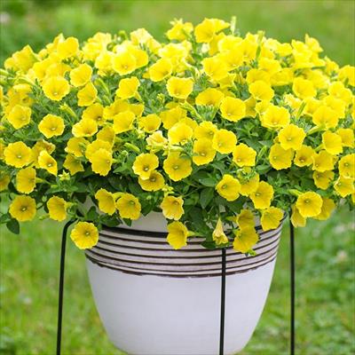 ペチュニア YES！イエロー