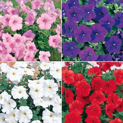 連結パック苗 6月お届け ペチュニア クリーピア(R) 4種セット
