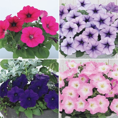 セルトップ(R)苗 4月お届け ペチュニア よく咲くペチュニア バカラiQ 4種セット