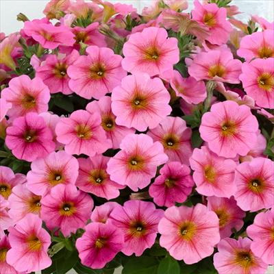 ペチュニア ビューティカル（R）サンレイピンク