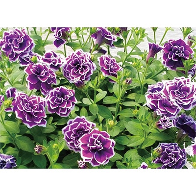 ペチュニア 花衣 藍染