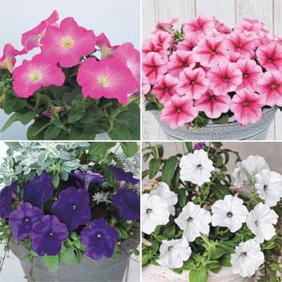 連結パック苗 6月お届け ペチュニア よく咲くペチュニア バカラiQ 4種セット