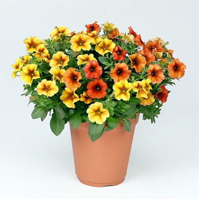 ペチュニア ビューティカル（R）シナモン&キャラメルイエロー 2色植え