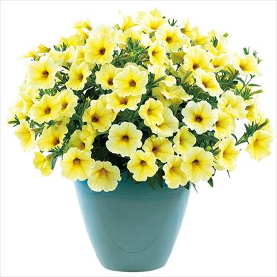 ペチュニア 春きらり(R) きなこ