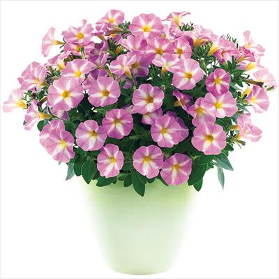 ペチュニア 春きらり(R) すもも