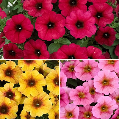 ペチュニア ビューティカル（R) 3種セット