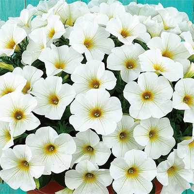 ペチュニア ビューティカル（R）パールホワイト