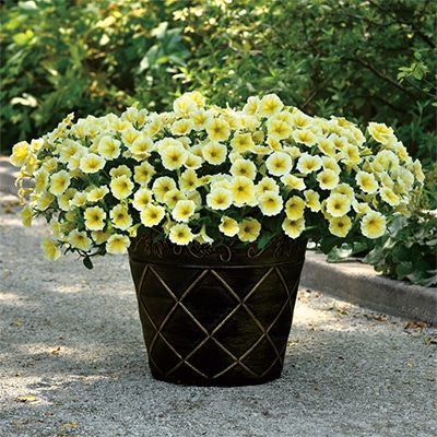 ペチュニア ビーズニーズ