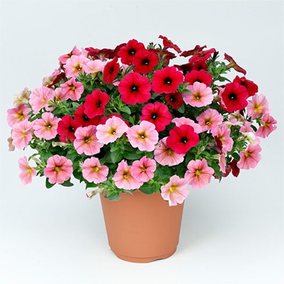 ペチュニア ビューティカル（R）ボルドー&サンレイピンク 2色植え