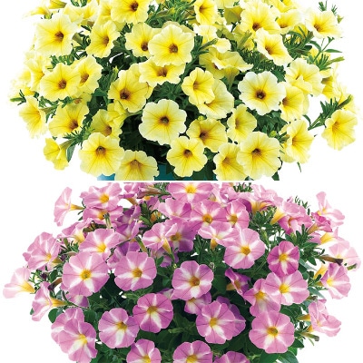 ペチュニア 春きらり(R) 2種セット