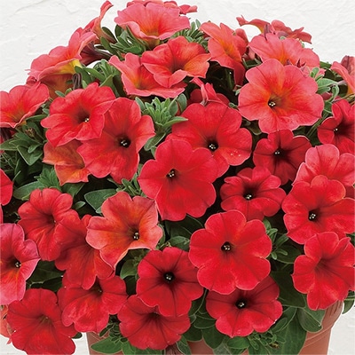 ペチュニア ビューティカル（R）レッド メープル 4月22日～4月28日発送予定