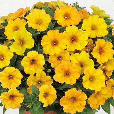 ペチュニア ビューティカル（R）サンセットオレンジ 4月22日～4月28日発送予定