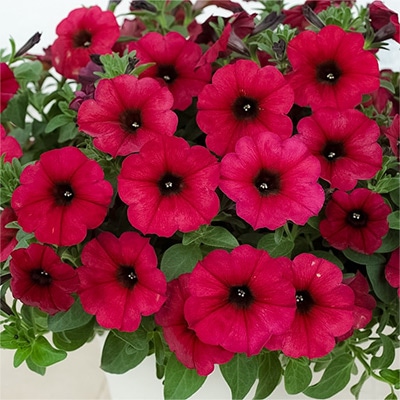 ペチュニア ビューティカル（R）ボルドー 4月22日～4月28日発送予定