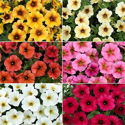 ペチュニア ビューティカル（R）6種セット 4月22日～4月28日発送予定