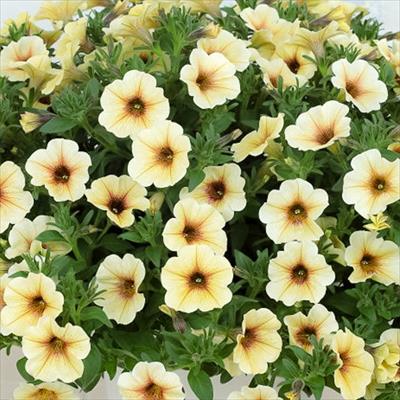 ペチュニア ビューティカル（R）フレンチバニラ